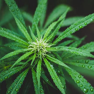 SLEEP DEEP - CO2-Extracted Hemp Oil Extract Supplement